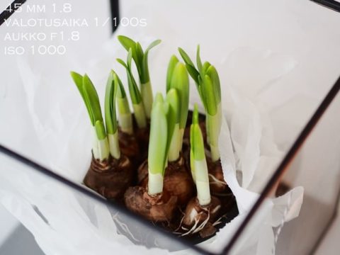 Valokuvausjuttuja part II